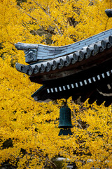 Yellow Gingko Tree Creates a Captivating Scene in the Gardens of Nanzenji Temple, Kyoto, Japan - 618808619