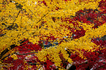 Yellow Gingko Tree Creates a Captivating Scene in the Gardens of Nanzenji Temple, Kyoto, Japan - 618808671