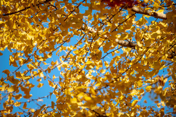Texture of a Yellow Gingko Tree Creates a Striking Background - 618809207
