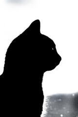 Cats black and white, profile portret.