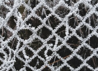 Frost and rime on the fence
