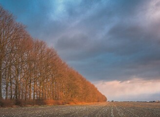 Sunlit trees and cloudy skies © Kamil