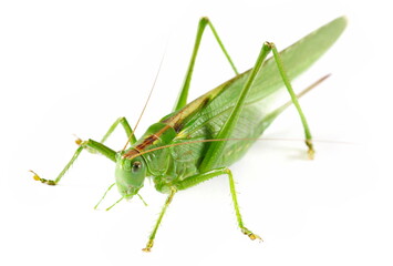 Orthoptera-Tettigoniidae, bush cricket, 