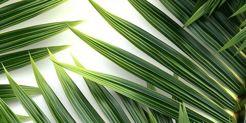 Flat lay on a white table large leaves of a green palm tree, green background. Created with generative AI tools