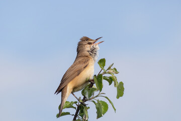 Great reed warbler, Acrocephalus arundinaceus