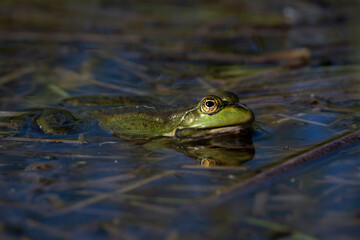 Marsh frog in the water, Rana ridibunda