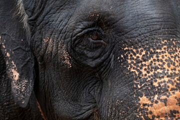 Fototapeta premium asian elephant close up, Thailand