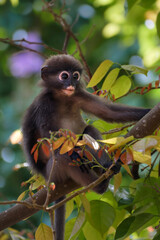 dusky leaf monkey, cute little monkey on the tree
