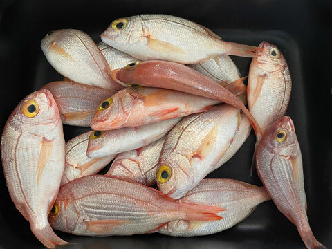 Sea Bream Fish. Isolated. Flat Lay. The common pandora is a fish of the sea bream family, Sparidae. Black Background. Stock Image.