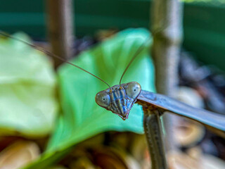 Preying mantis close up on head and eyes