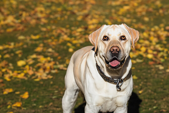 Labrador dog outdoors in a city autumn park. Copy space