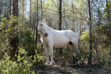 Obraz na płótnie Canvas White stallion in the wild. Horse in full growth