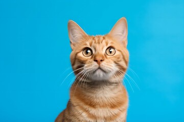 cat blue background