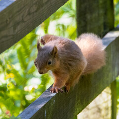 Naklejka na ściany i meble British re squirrel, endangered species.