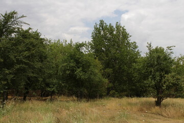 A field with trees and grass