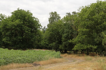 A dirt road through a forest