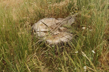 A tree stump in the grass