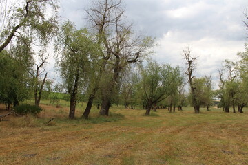 A field with trees and grass