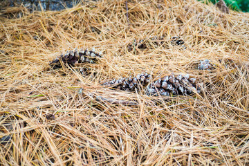 Isolated pinecones sitting in a bed of pine needles