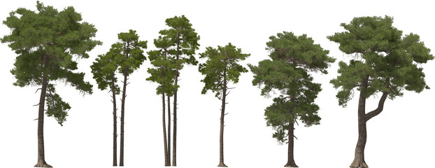 fir tree forest conifers, pine, common pine, hq arch viz cutout, 3d render plants