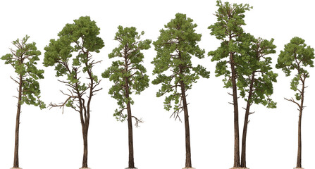 fir tree forest conifers, pine, radiata pine, hq arch viz cutout, 3d render plants