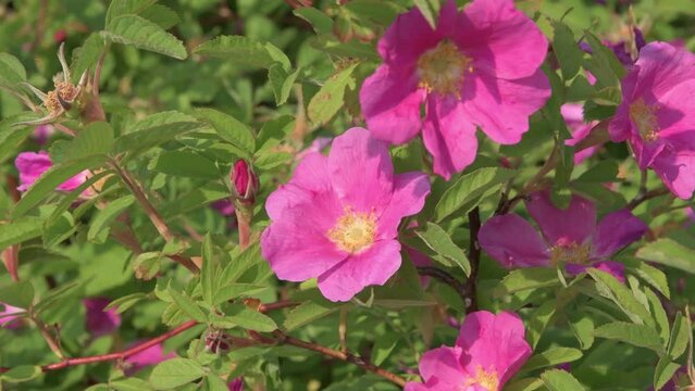 beautiful intense pink healing dog-rose flowers. sunny day. macro footage