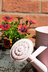 Osteospermum flower plants with a pink metal watering can. In an old metal box planter on a weathered wood table