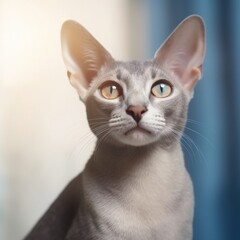 Portrait of a blue Oriental Shorthair cat sitting in light room beside a window. Closeup face of a beautiful Oriental Shorthair cat at home. Portrait of blue cat with sleek fur looking at the camera.