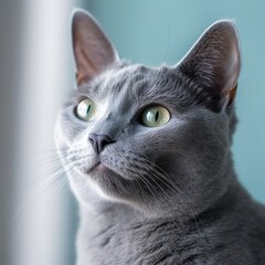 Portrait of a gray Russian Blue cat sitting in a light a room beside a window. Closeup face of a beautiful Russian Blue cat at home. Portrait of a cute cat with short gray fur looking out the window.