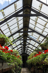 Red Pelargonium flowers growing in an old orchid house (plant nursery) 