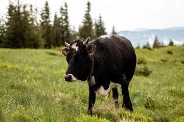 Grazing cow in a meadow in the mountains. Cow with a bell around her neck. Life in a village in the mountains. Beautiful black and white cow.