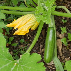 Courgette et fleur de courgette qui pousse dans un jardin