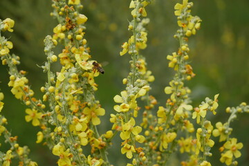 Verbascum thapsus, Molène, Bouillon-blanc. Fleurs jaune en gros plan. Plante médicinale