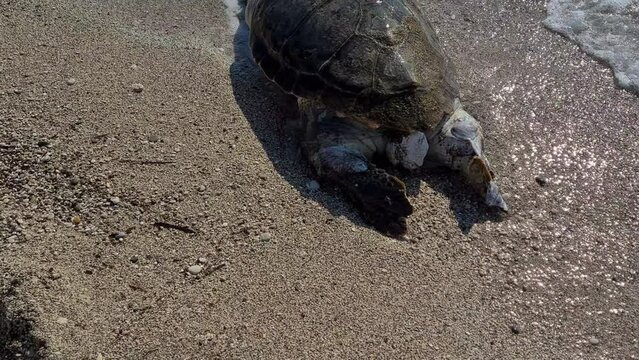 A dead, bloated Loggerhead turtle washed up on a beach.