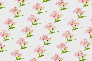 Pattern of pink alstroemeria flower on white background