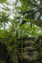 ニュージーランド　ゴールデン・ベイにあるザ・グローブ・シーニック保護区 The Grove Scenic Reserve