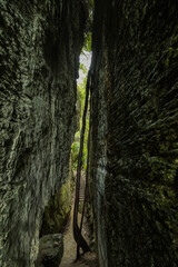 ニュージーランド　ゴールデン・ベイにあるザ・グローブ・シーニック保護区 The Grove Scenic Reserve