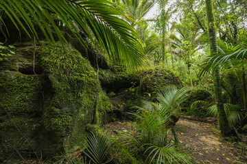 ニュージーランド　ゴールデン・ベイにあるザ・グローブ・シーニック保護区 The Grove Scenic Reserve