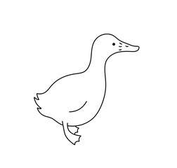Vector isolated one single standing duck side view colorless black and white contour line easy drawing