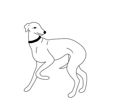 Vector isolated one single skinny dog greyhound side view colorless black and white contour line easy drawing