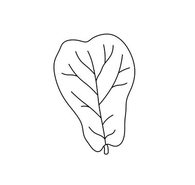 recommend clip art: Vector isolated one single simplest large big leaf  colorless black and white contour line easy drawing