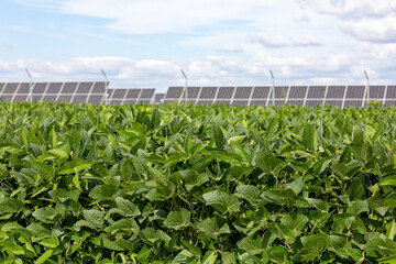 Soybean field with solar energy farm in background. Renewable energy, agriculture and farming...