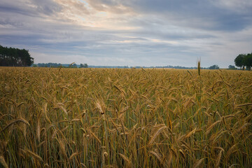 Kornfeld  - Ecology - Corn - Feld - Field - Nature - Concept - Environment	- Golden - Sunset - Clouds - Beautiful - Summer - Landscape - Background - Harvest - Green