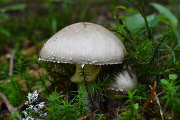 mushroom in the grass