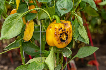 Yellow bell pepper with brown blossom rot damage in garden. Gardening, home garden, disease and...