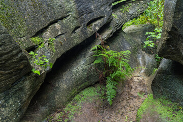 ニュージーランド　ゴールデン・ベイにあるラビリンス・ロックス Labyrinth Rocks