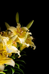 Obraz premium 夜のカサブランカ