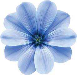 blue flower on white background