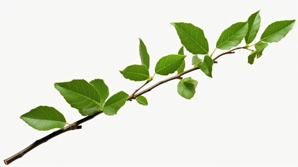 Fototapeta na wymiar Fresh Green Leaves Branch in Isolated White Background. Nature Concept with Plant Sprig Twig and Tree Branch: Generative AI