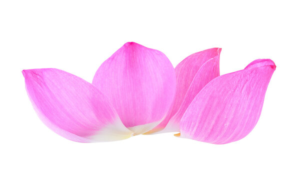 petal lotus flower on transparent png